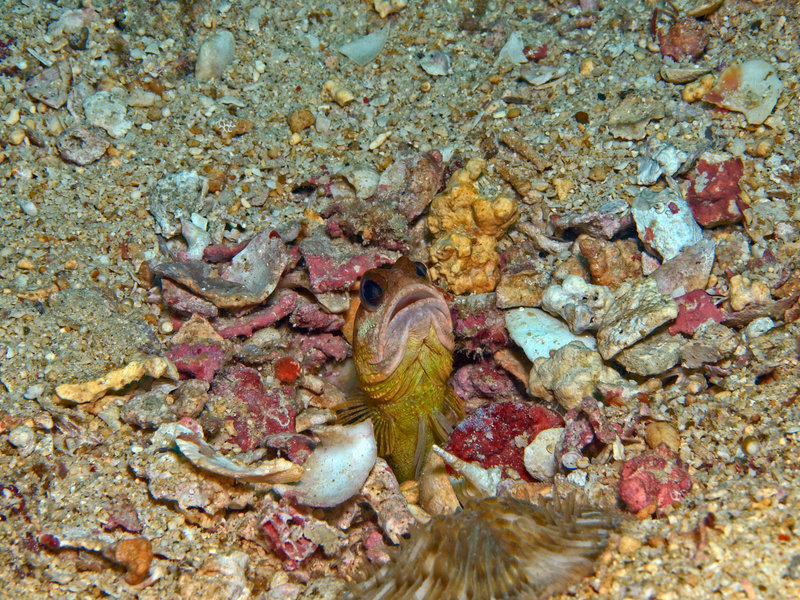 Goby, The Hill